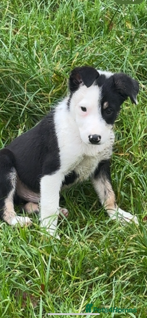 Border Collie dogs - Advert 2
