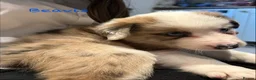 Border Collie dogs for sale: Stunning Border Collie Pups - Advert 11