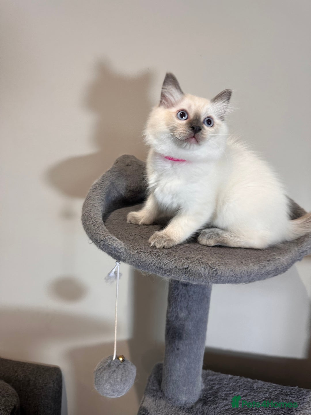 Ragdoll cats for sale: All Rehomed Thankyou  - Image 3