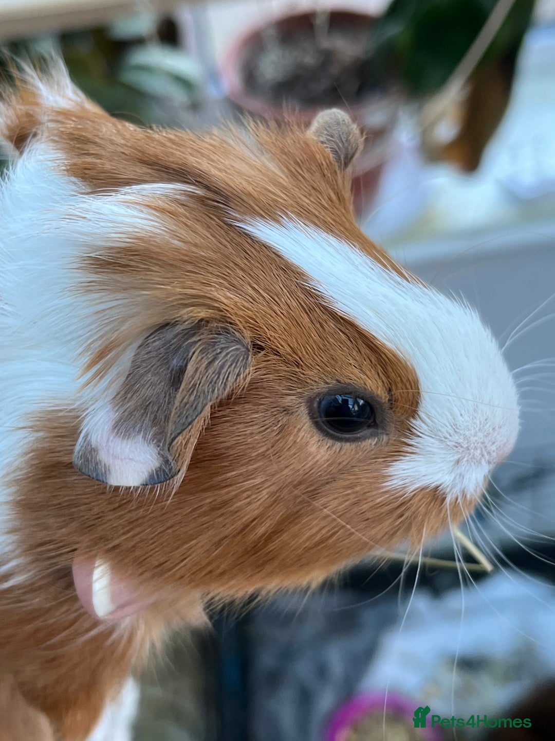Guinea Pig rodents for sale: Mum & Baby female  - Advert 8