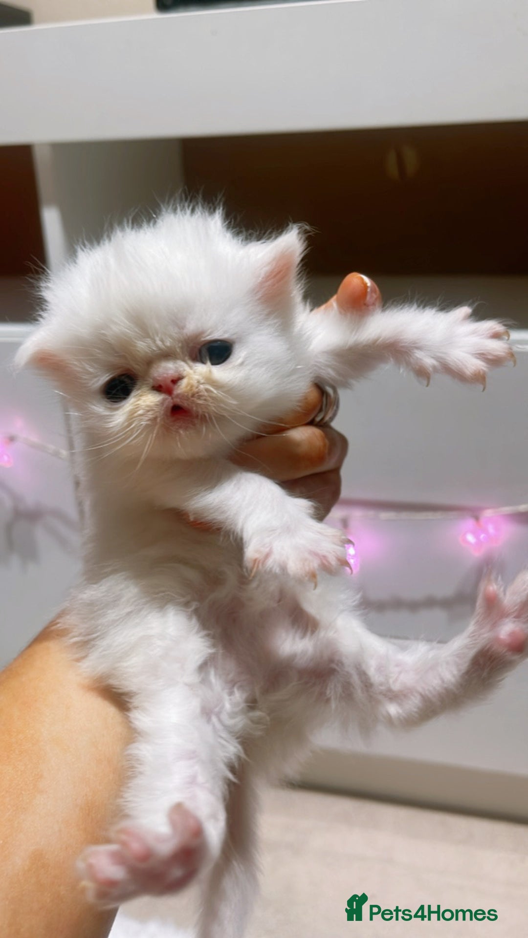 Persian cats for sale: ♥️🍃 ꨁ EXOTIC PERSIAN DOLL FACE KITTENS FOR SALE - Advert 17