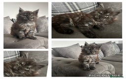 Maine Coon cats for sale: *READY NOW* STUNNING TICA ACTIVE FEMALE KITTEN  - Image 5