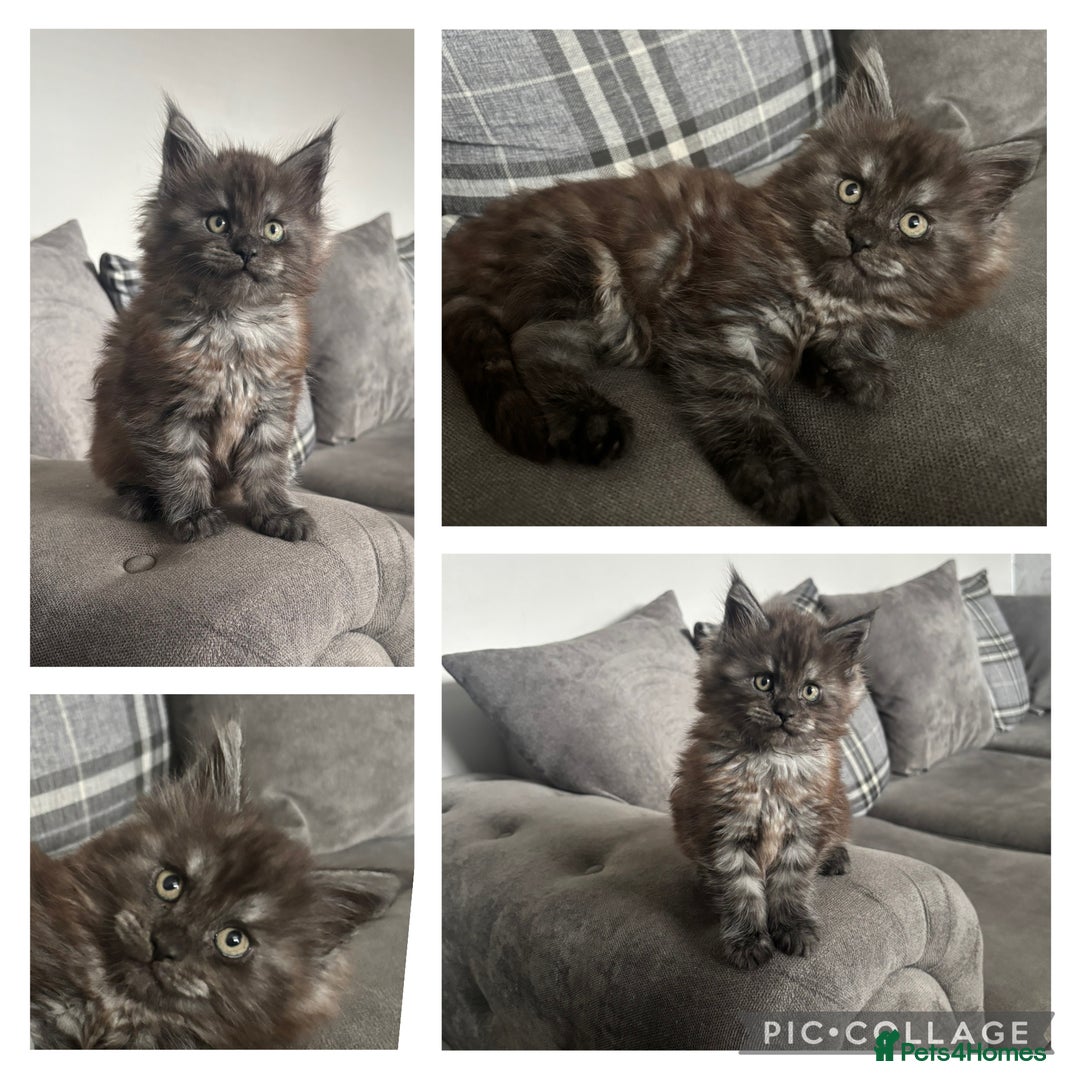 Maine Coon cats for sale: *READY NOW* STUNNING TICA ACTIVE FEMALE KITTEN  - Image 5