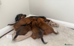 Miniature Dachshund dogs for sale: Red miniature Dachsund’s  - Image 2