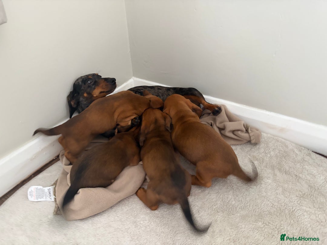 Miniature Dachshund dogs for sale: Red miniature Dachsund’s  - Image 2