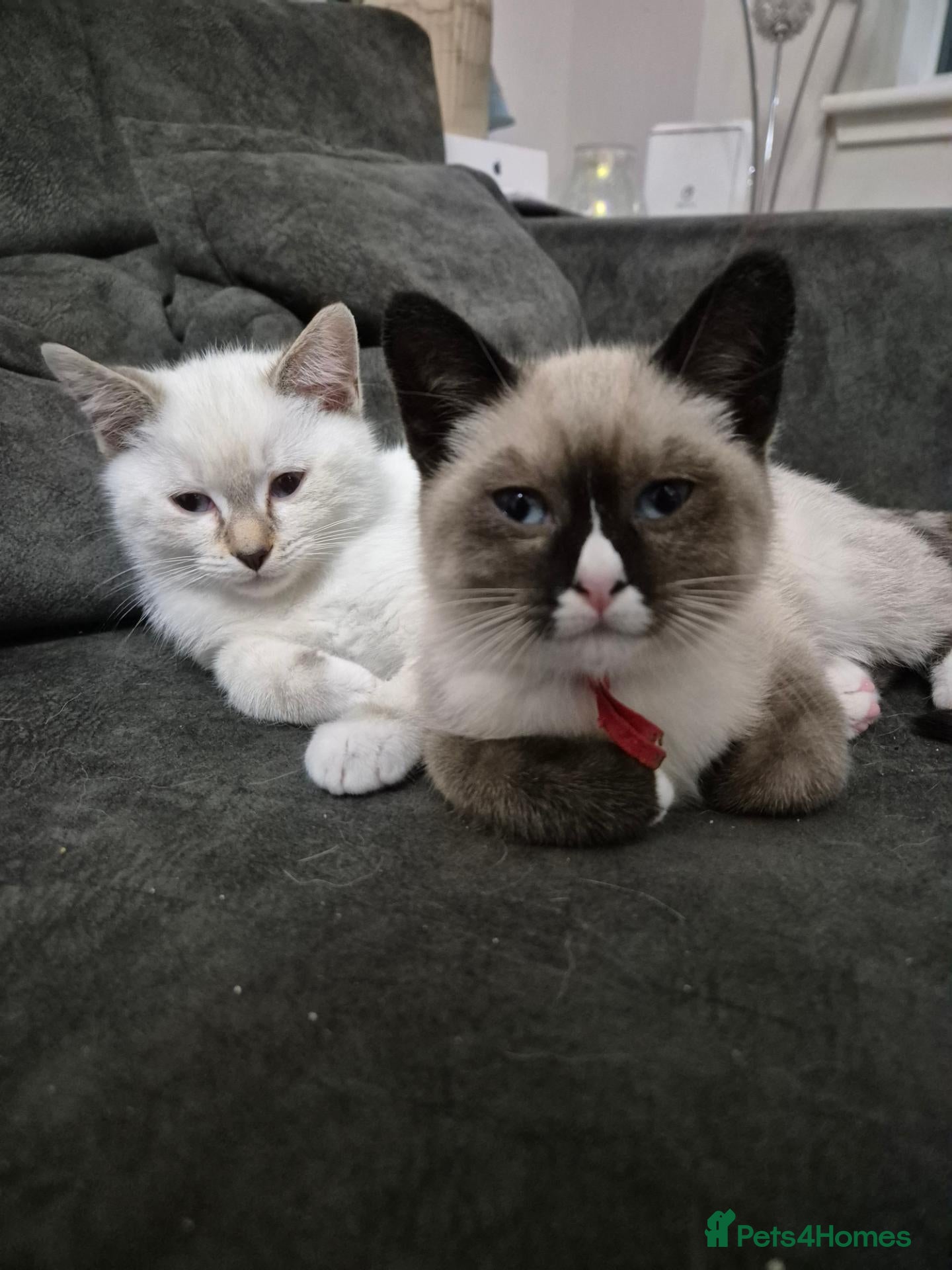Snowshoe cats for sale: Rare Snowshoe Kittens READY TO LEAVE NOW - Advert 1
