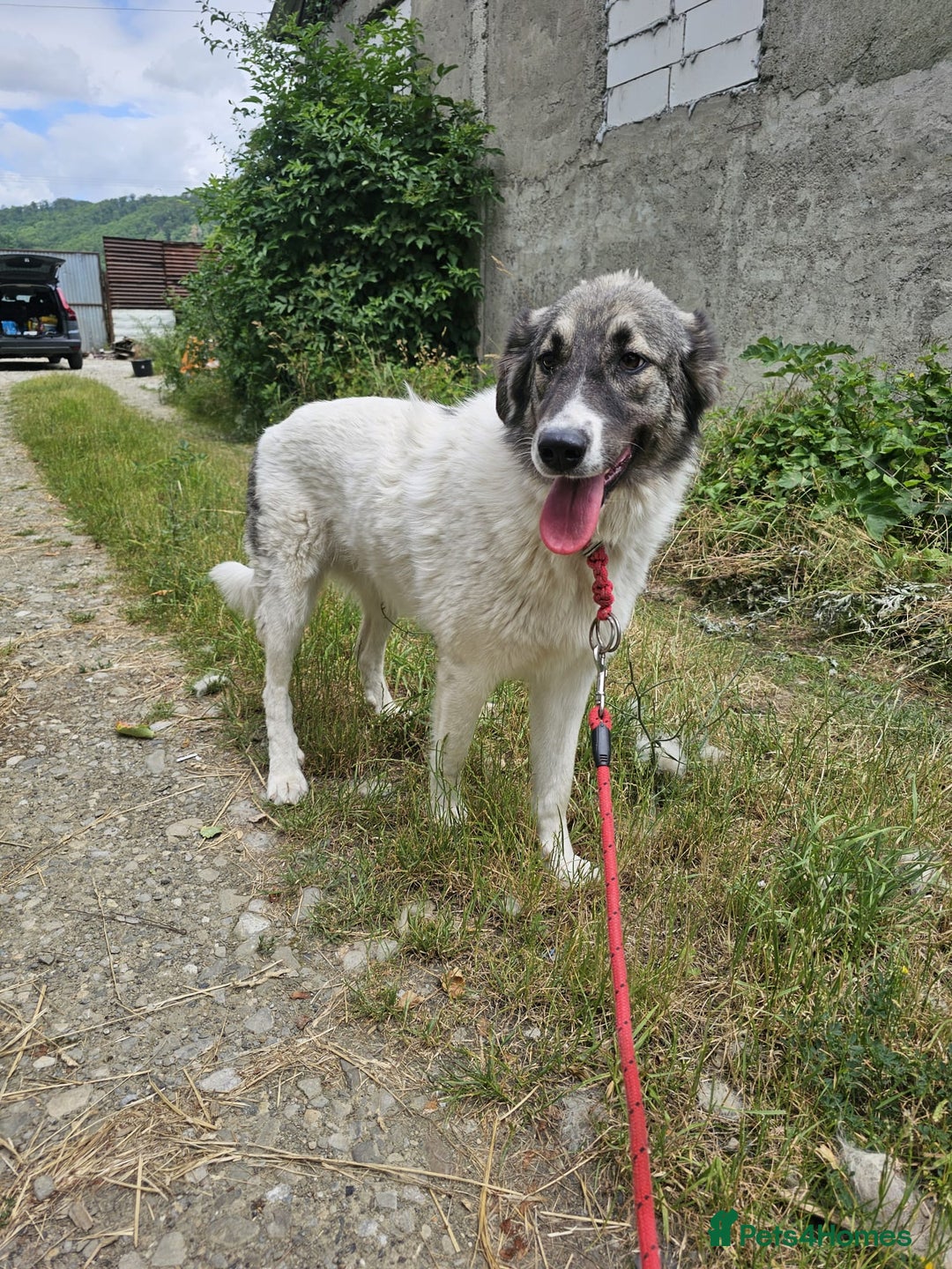 Mixed Breed dogs for adoption: Beautiful and Gentle HEIDI - for a Loving Home - Image 23