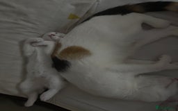 Domestic Shorthair cats for sale: Mother and Kitten (female) - Image 3