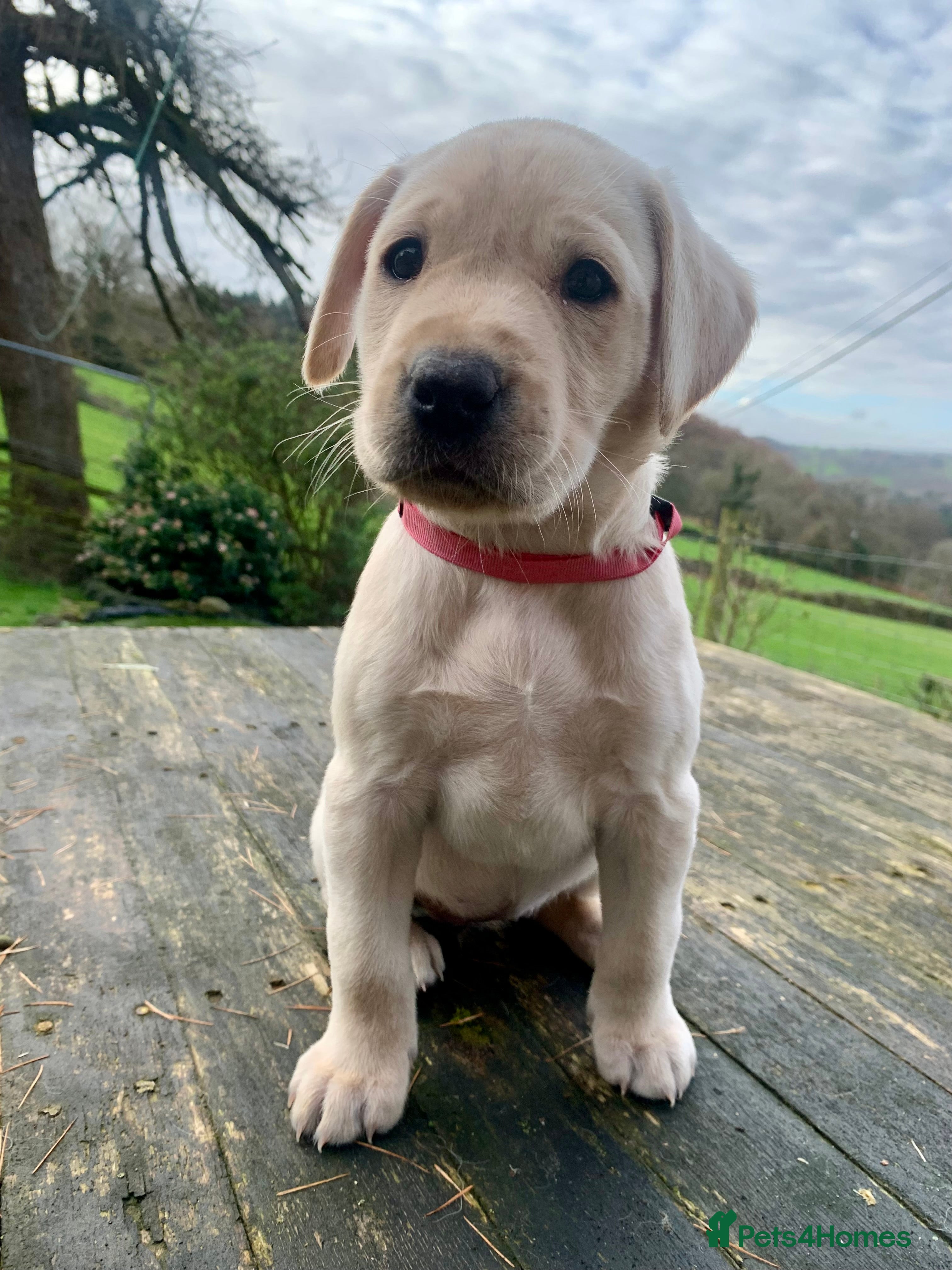 Labrador Retriever dogs KC registered yellow working type Labrador puppies - Advert 11