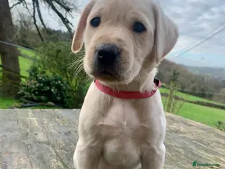 Labrador Retriever dogs KC registered yellow working type Labrador puppies - Advert 11