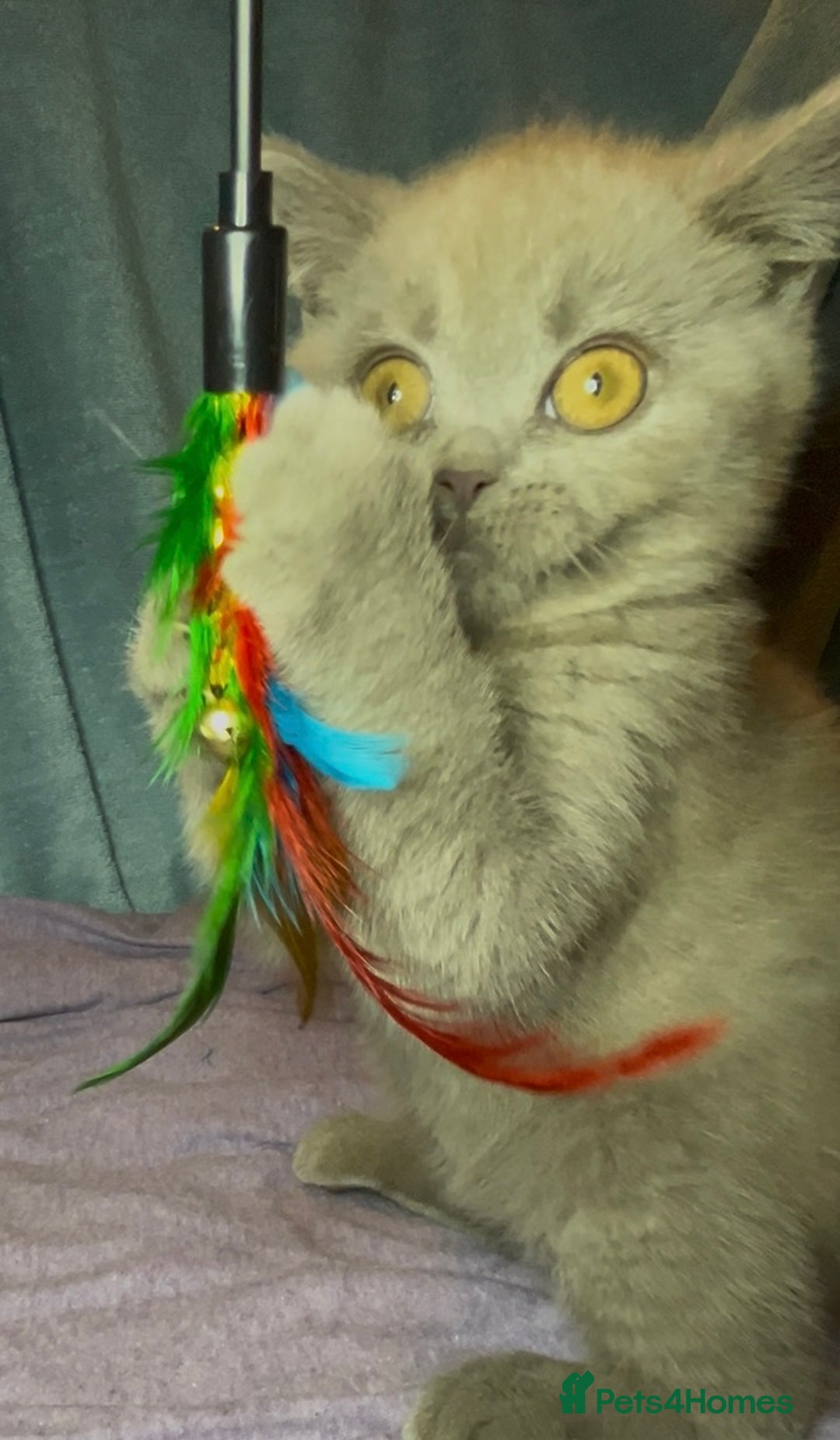 British Shorthair cats for sale: Blue & Fawn Boys & Girls - Image 17