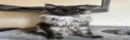 Maine Coon cats for sale: ⭐️⭐️TICA REGISTERED BLACK SMOKE MAINECOON BOY⭐️⭐️ - Advert 4