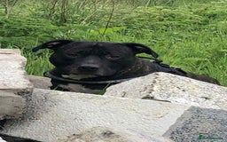 Staffordshire Bull Terrier dogs for sale: Staffordshire bull terrier puppies - Image 16