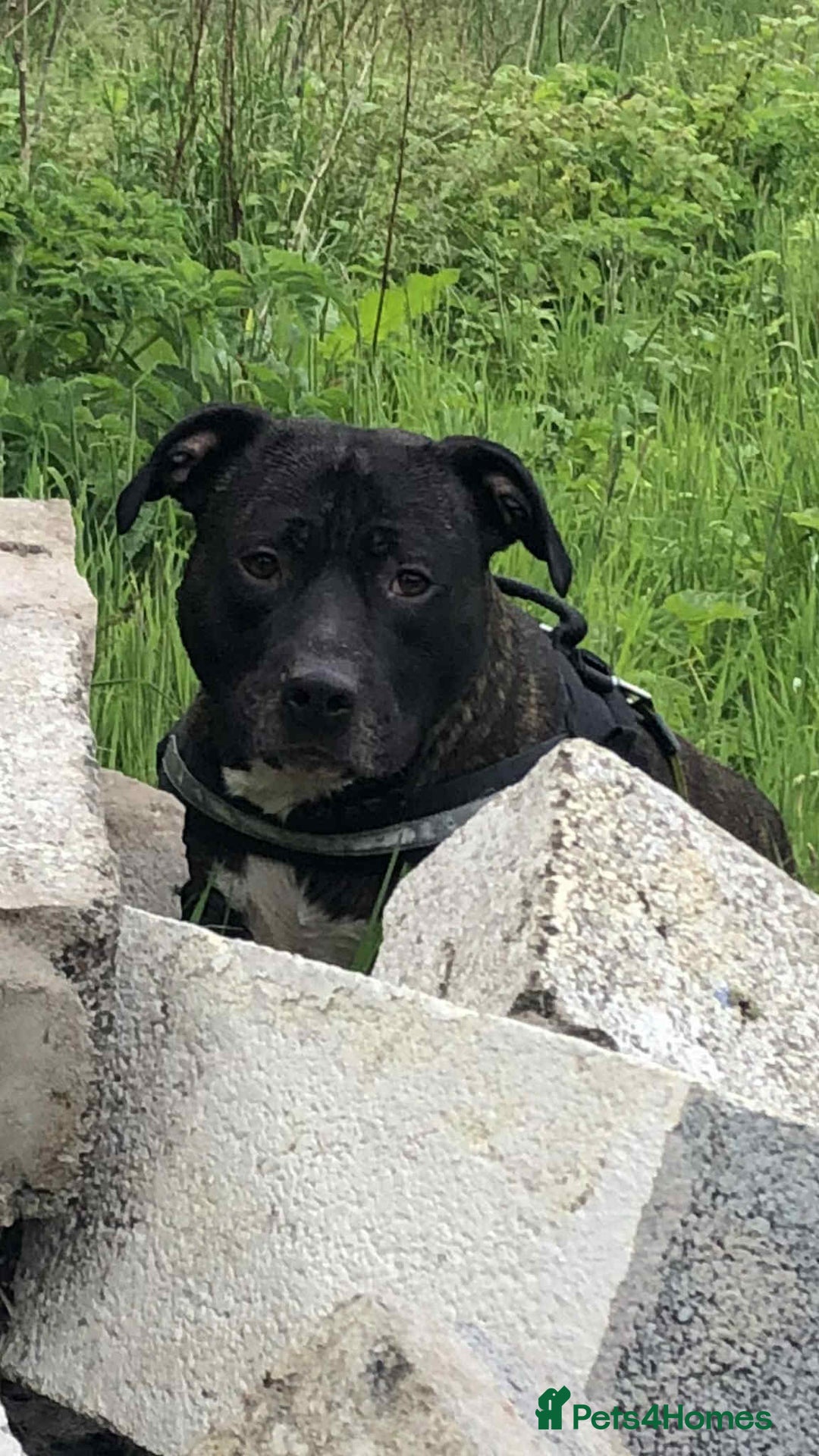 Staffordshire Bull Terrier dogs for sale: Staffordshire bull terrier puppies - Image 16