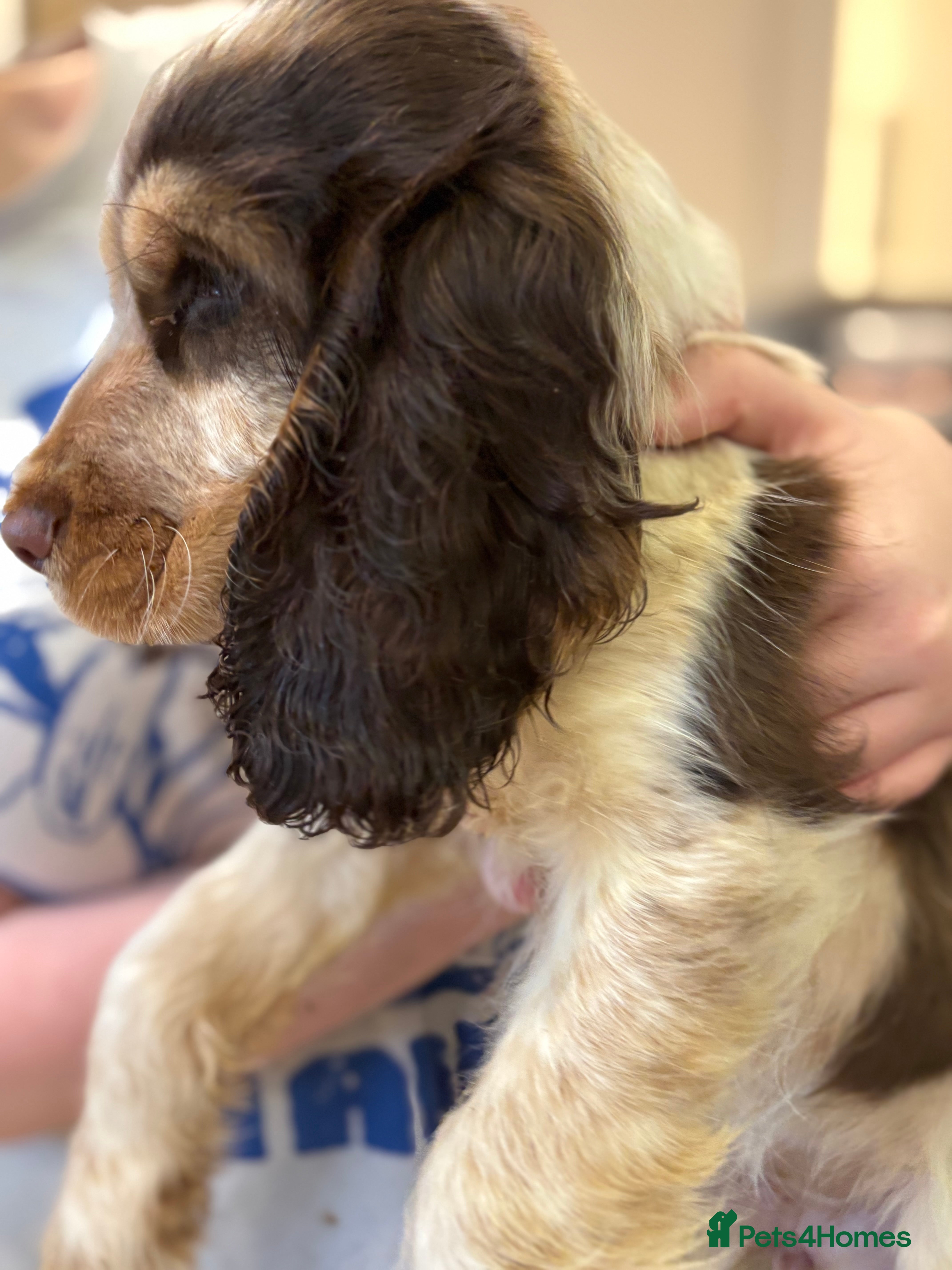 Cocker Spaniel dogs Show type Chocolate Roan Sable Girl - Advert 2