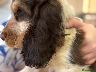 Cocker Spaniel dogs Show type Chocolate Roan Sable Girl - Advert 4