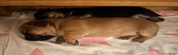 Mixed Breed dogs for sale: Miniature Daschund x 1/8th Border Terrier Puppies in Grantham - Advert 25