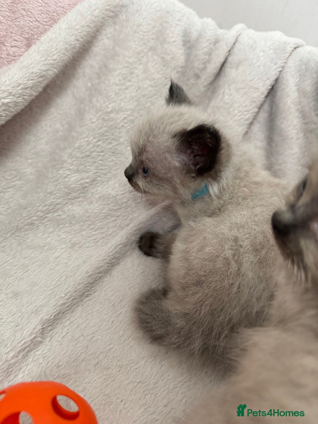 Ragdoll cats for sale: Seal point ragdoll kittens 3 boys and 2 girls  - Image 15