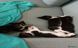 Mixed Breed cats for sale: Adorable kittens  - Image 8