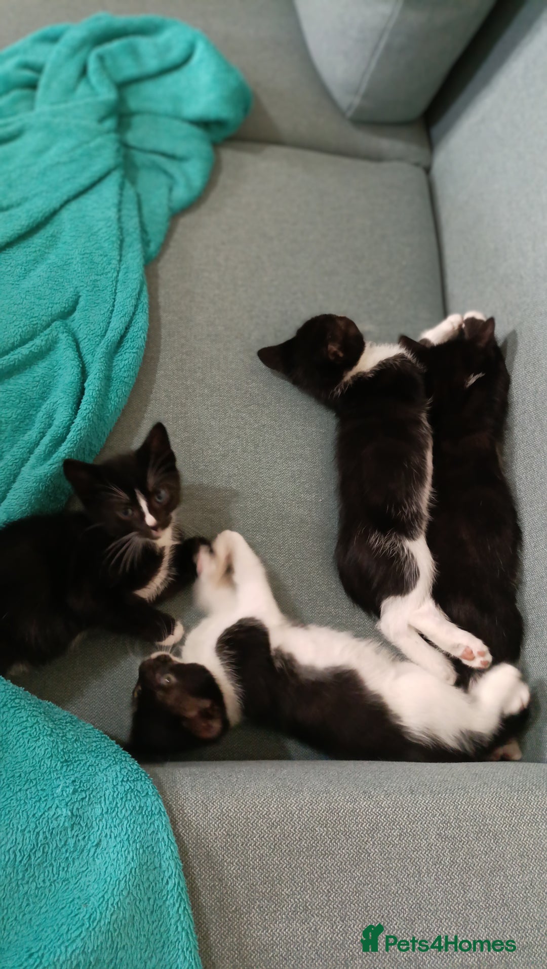 Mixed Breed cats for sale: Adorable kittens  - Image 8