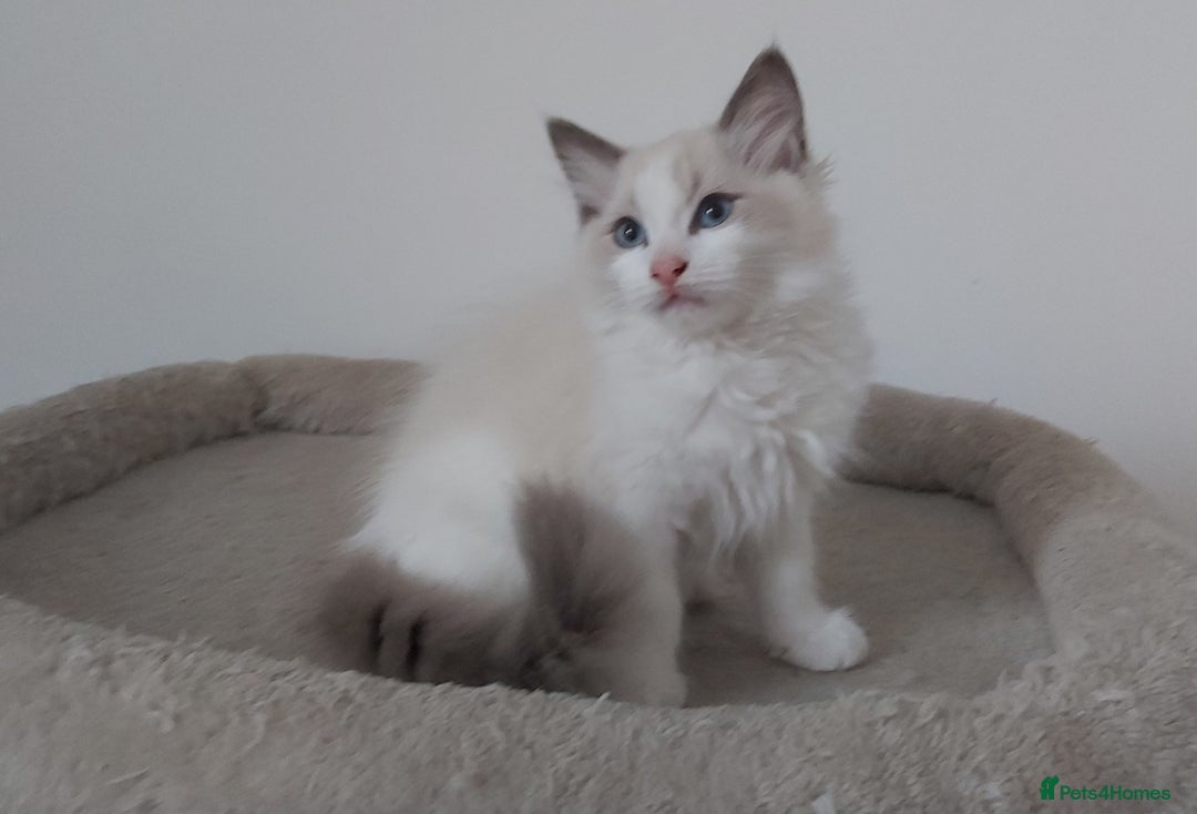 Ragdoll cats for sale: RAGDOLLS BOYS BICOLOUR VACCINATED MICROCHIPED  - Image 35