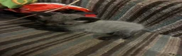 Mixed Breed cats for sale: Grey Kittens - Advert 13