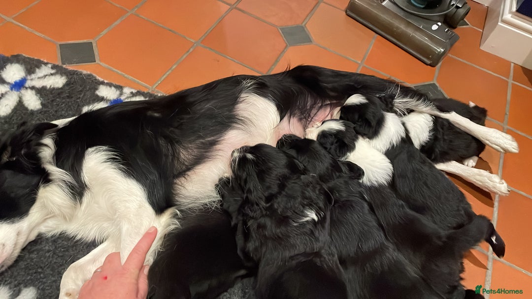 Border Collie dogs for sale: Border collie puppies  - Image 2