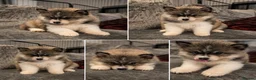 Pomsky dogs for sale: Ready 3rd June Pomsky puppies  - Advert 2
