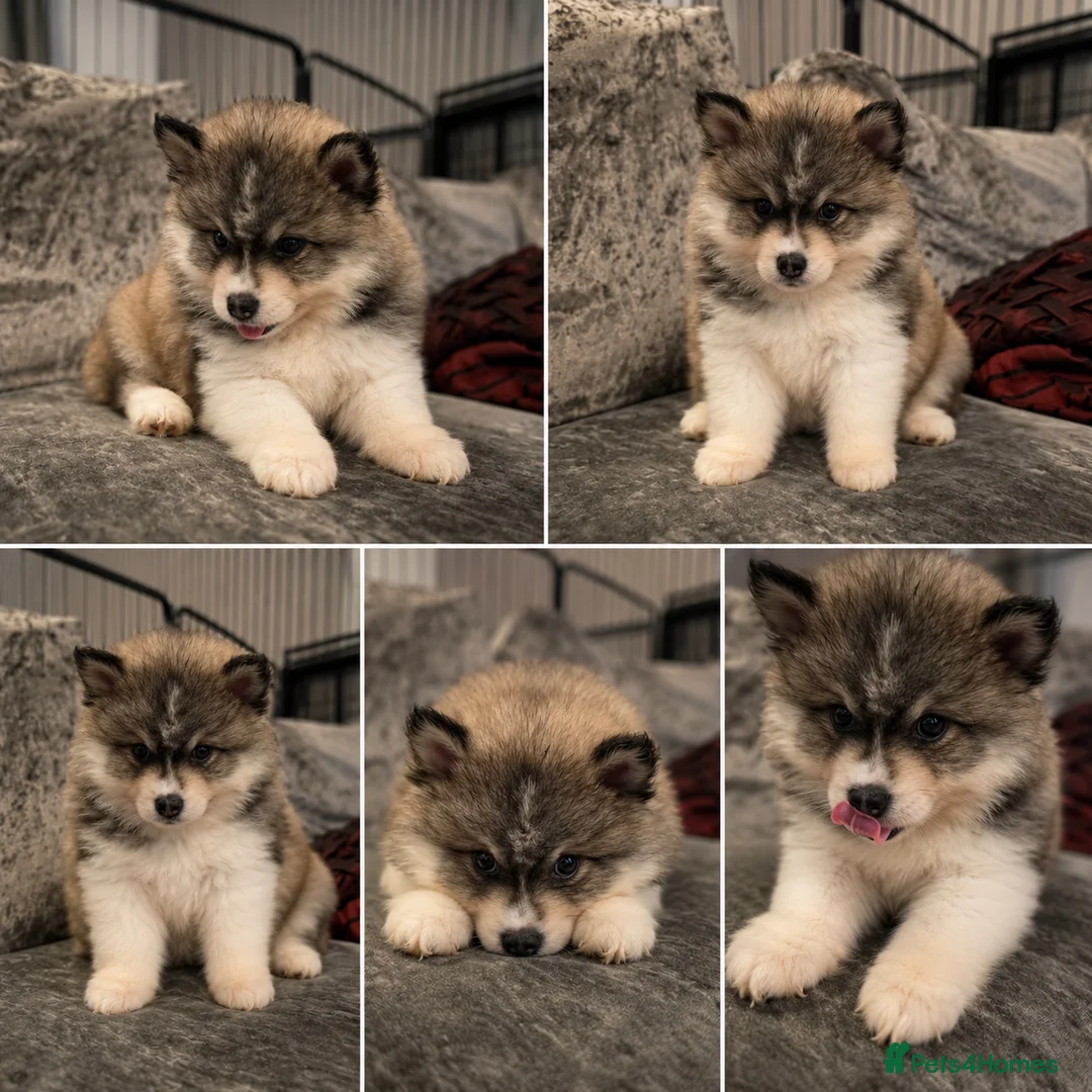 Pomsky dogs for sale: Ready 3rd June Pomsky puppies  - Advert 2