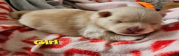 Pomeranian dogs for sale: Beautiful 3 Pomeranians up for reservation! - Advert 8