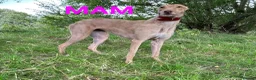 Lurcher dogs for sale: Saluki Whippit Deerhoud greyhounds - Working lines in Newcastle upon Tyne - Advert 8