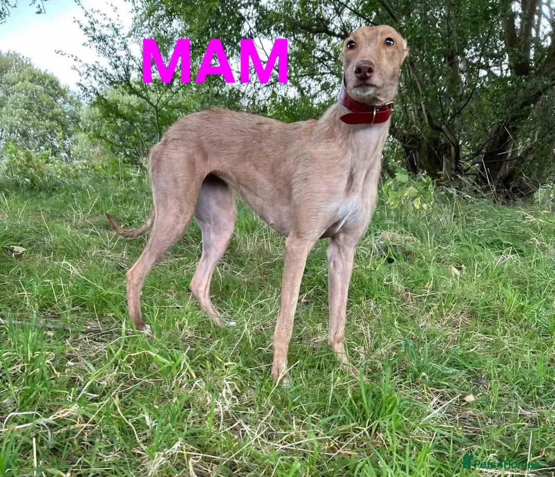 Lurcher dogs for sale: Saluki Whippit Deerhoud greyhounds - Working lines in Newcastle upon Tyne - Advert 8