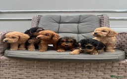 Cockapoo dogs for sale: F1 Cockapoos puppies (council licensed breeder) - Image 18