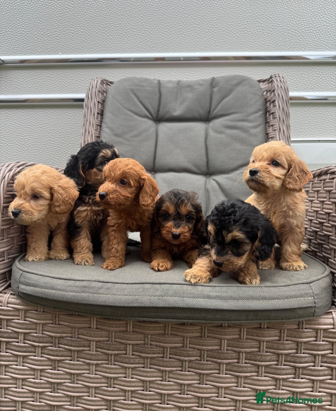 Cockapoo dogs for sale: F1 Cockapoos puppies (council licensed breeder) - Image 18
