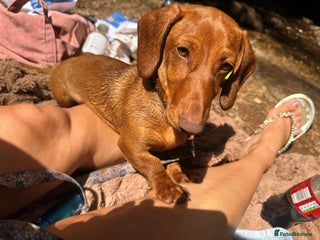 Miniature Dachshund dogs - Advert 9