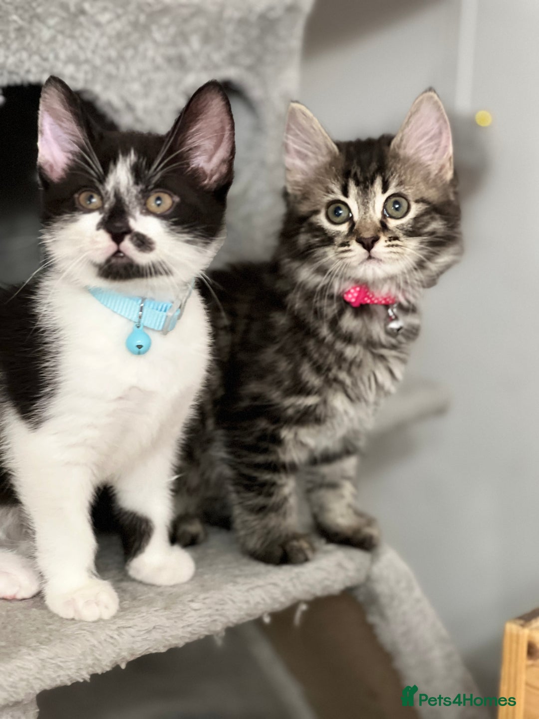 Mixed Breed cats for sale: Ready Now 2male and 1female Left - Advert 2