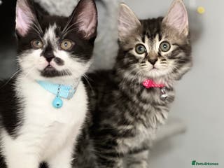 Mixed Breed cats Ready to go last Tuxedo Boy - Advert 12