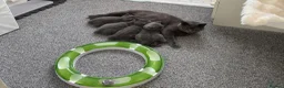 British Shorthair cats for sale: 💙Gorgeous Blue British Shorthair Kittens💙 in London - Advert 10