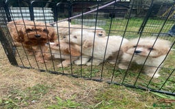 Cavapoo dogs for sale: Beautiful cavapoo puppies  - Image 5