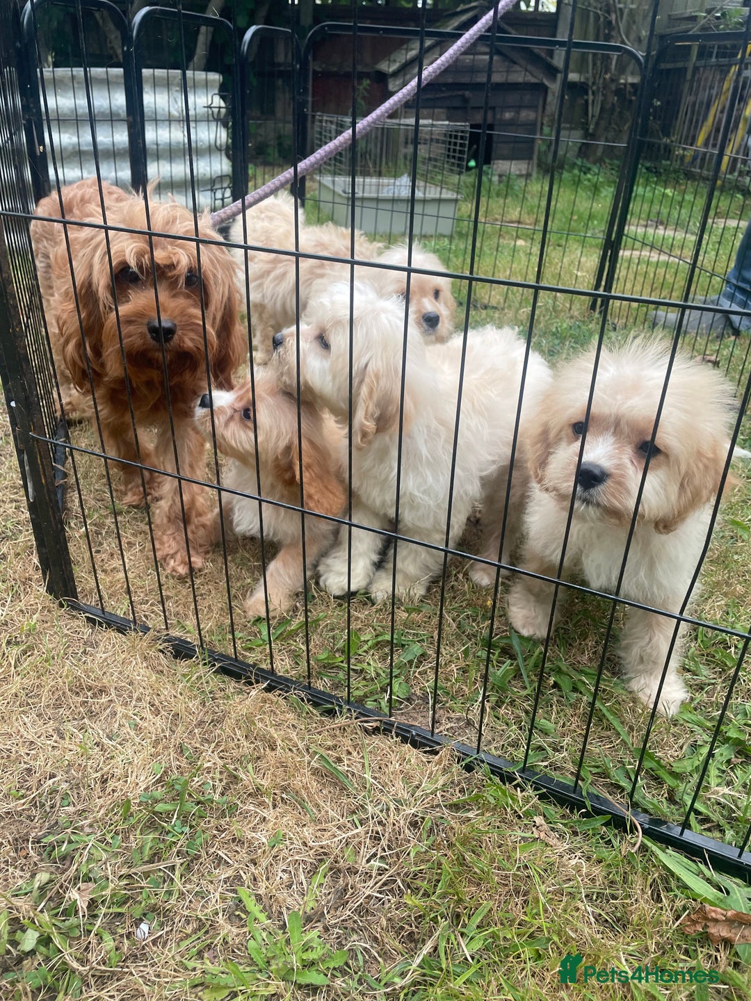 Cavapoo dogs for sale: Beautiful cavapoo puppies  - Image 5