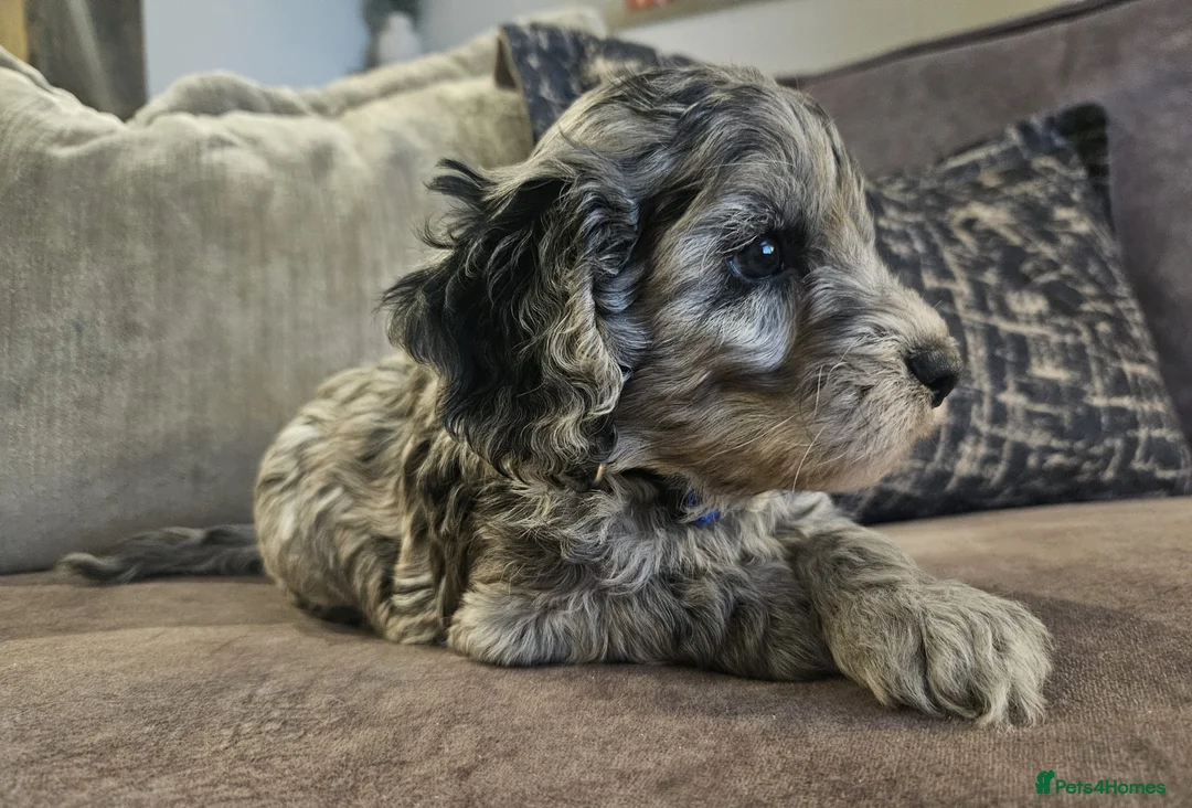 Cockapoo dogs for sale: Stunning cockapoo🖤🖤 - Advert 19