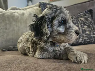 Cockapoo dogs Stunning cockapoo🖤🖤 - Advert 9