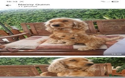 Cockapoo dogs for sale: Cockapoo for sale  - Image 9