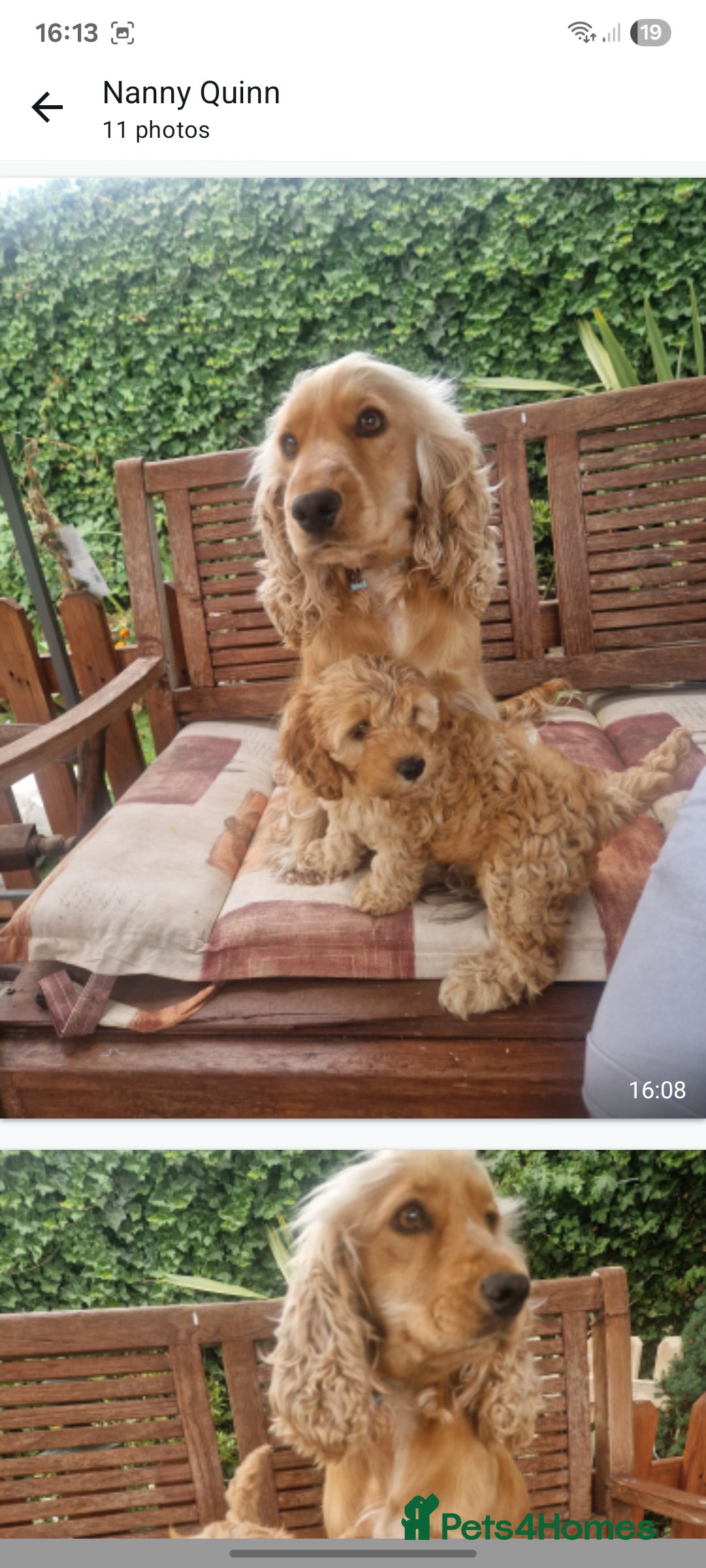 Cockapoo dogs for sale: Cockapoo for sale  - Image 9