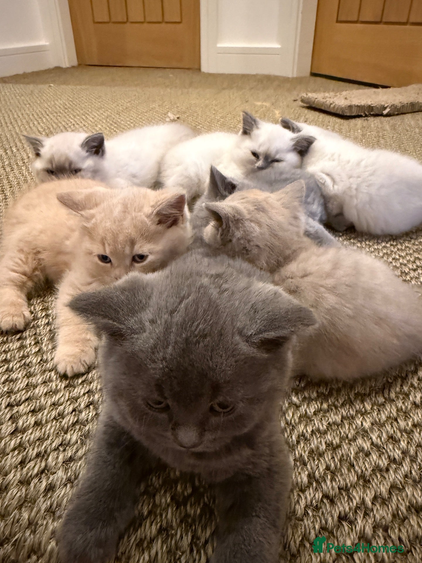 British Shorthair cats for sale: Stunning Litter of Mixed Colour Shorthairs - Advert 2