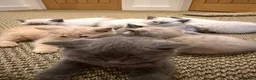 British Shorthair cats for sale: Stunning Litter of Mixed Colour Shorthairs - Advert 3