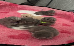 British Shorthair cats for sale: Britishshorthair kittens  - Image 8