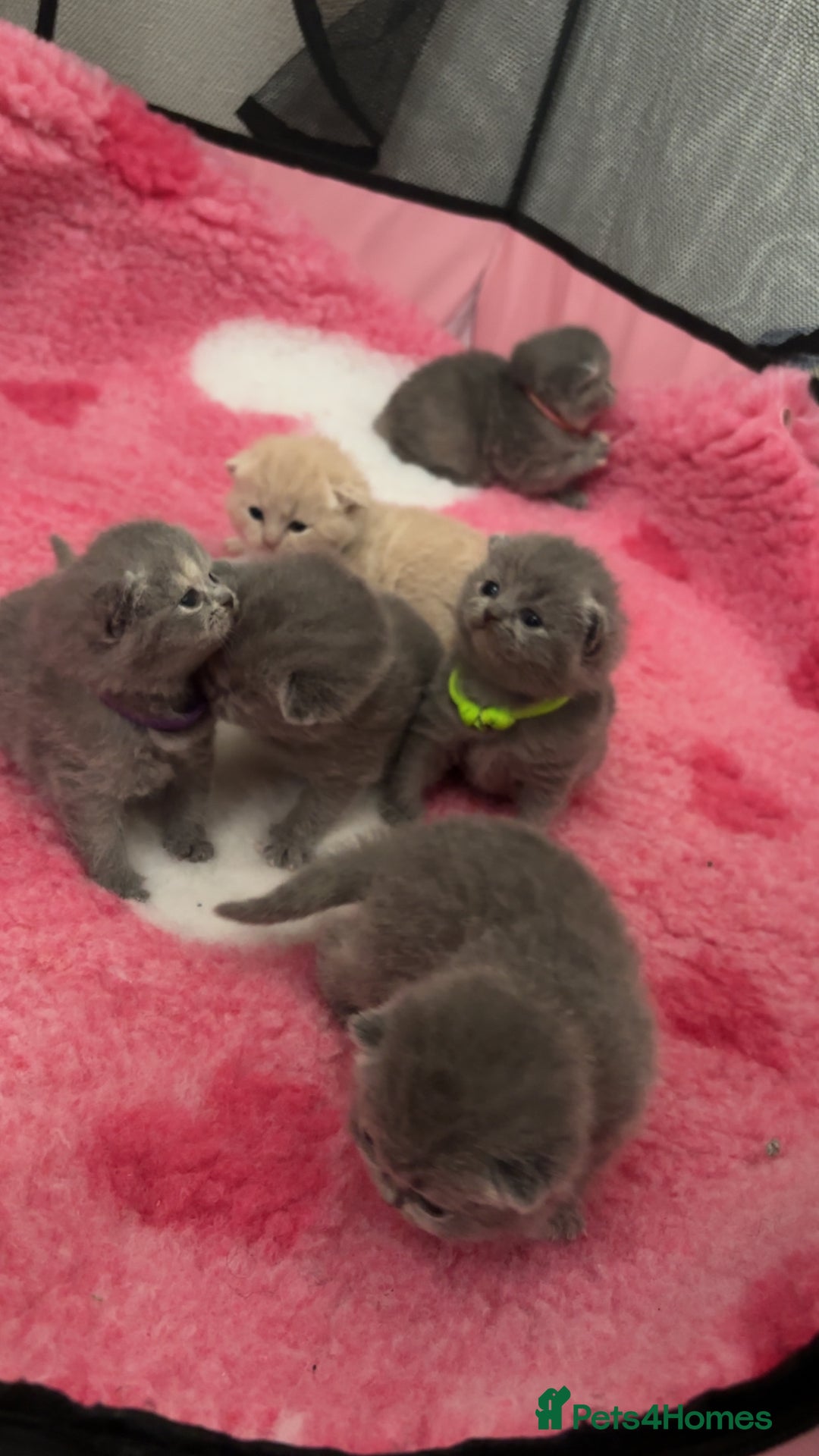 British Shorthair cats for sale: Britishshorthair kittens  - Image 8