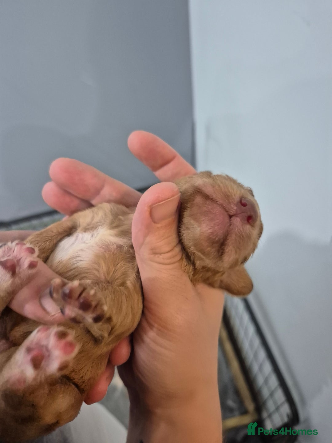 Cocker Spaniel dogs for sale: Cocker Spaniel Puppies - Image 5