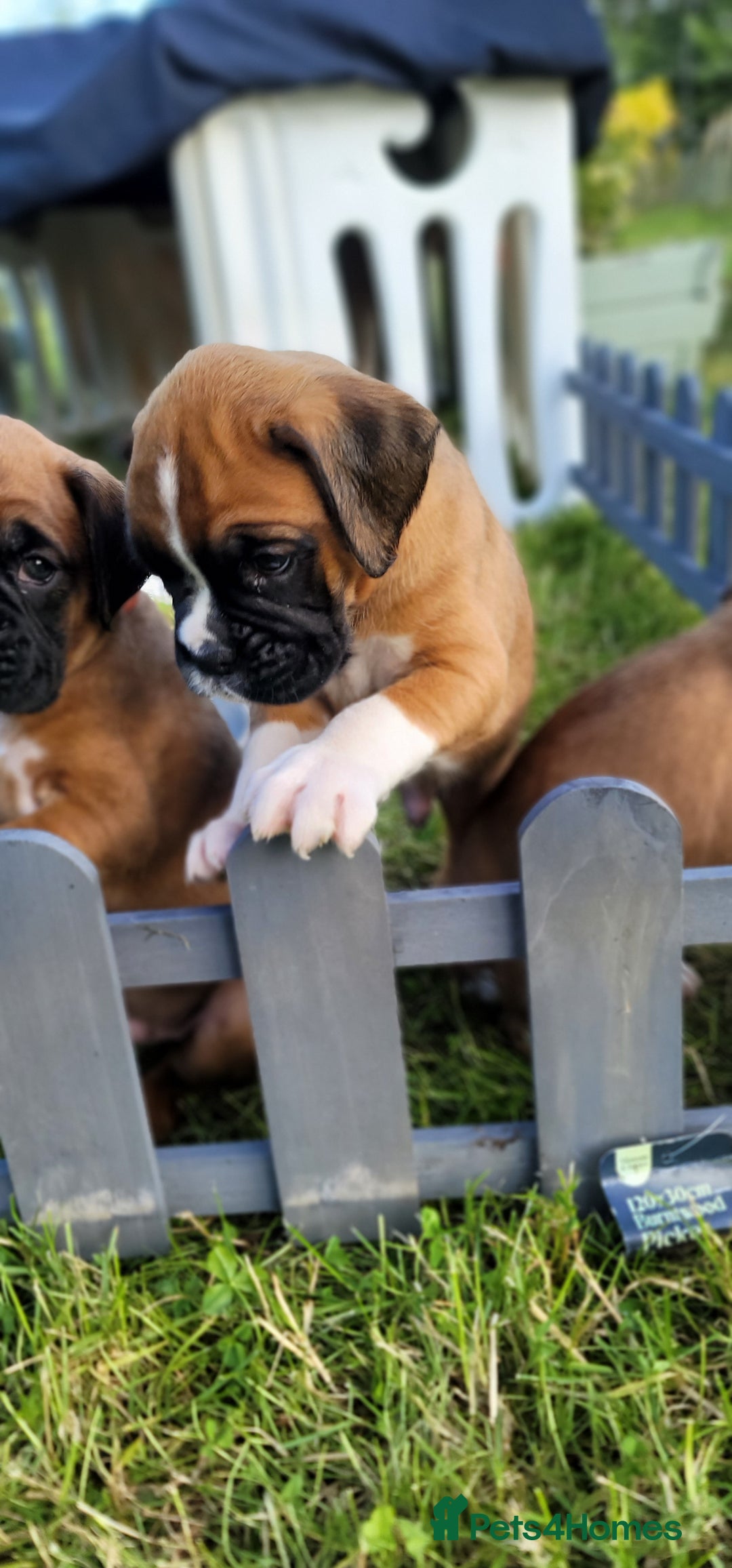 Boxer dogs for sale:   🐾 Champion Bloodline Boxer Puppies🐾 - Image 19